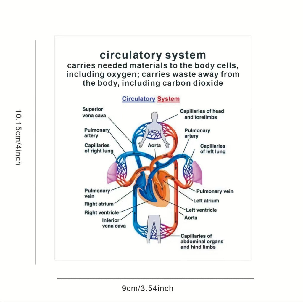 AnatoLearn Flash Cards