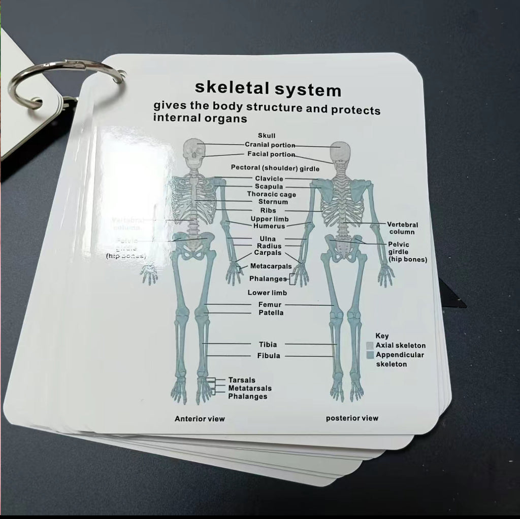 AnatoLearn Flash Cards